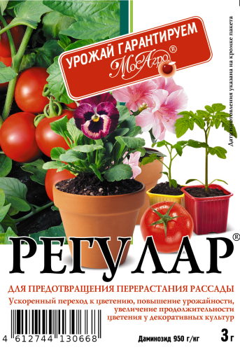 Регулар 3г