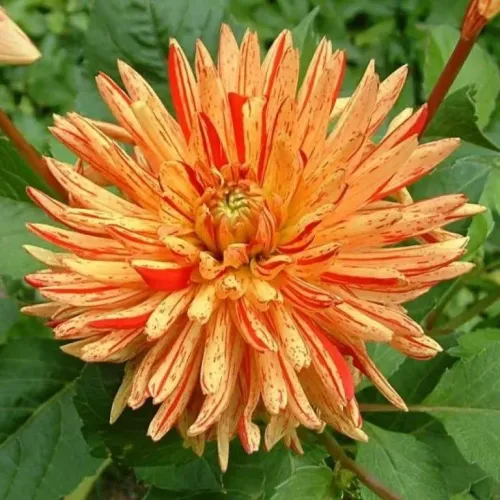 Карандаши цветные 6цв. 821784