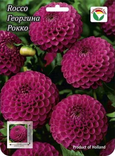 Георгина Джовей Джипси декоративная 0499