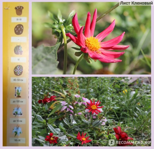 Георгина Жаворонок 0,3гр