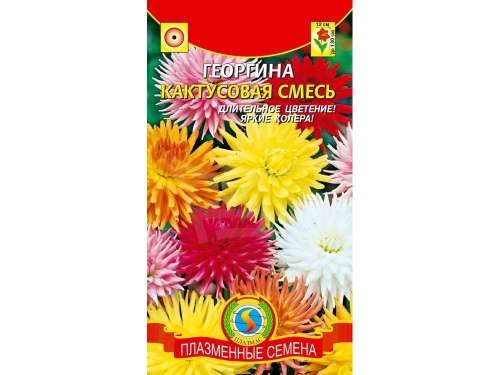 Георгина Кактусовая смесь 