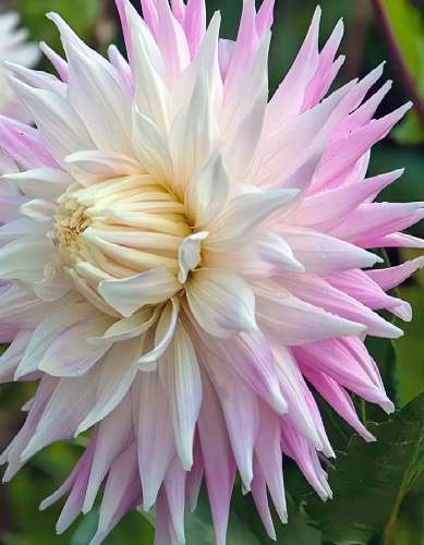 Георгина Клэр Обскур кактусовая