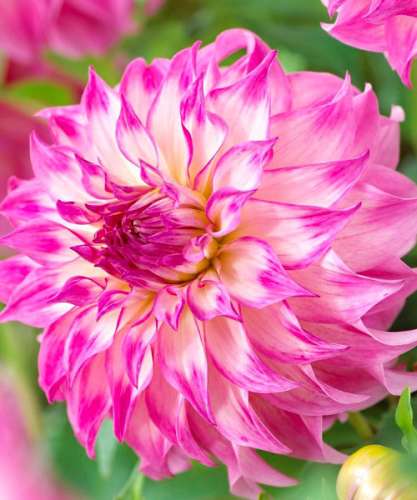 Георгина Коларетте 0,2гр