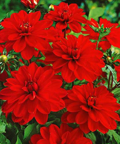 Георгина Опера оранжевая 0,1гр