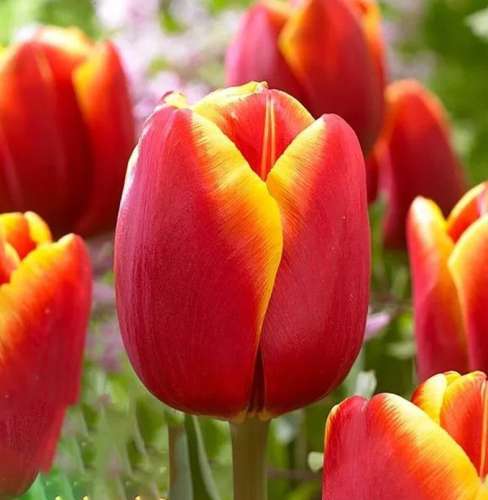 Георгина Отелло смесь