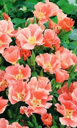 Годеция Оранж Глори 0,1-0,2гр