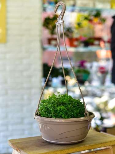 Горшок подвесной ВЕНЕЦИЯ 2,75л крем