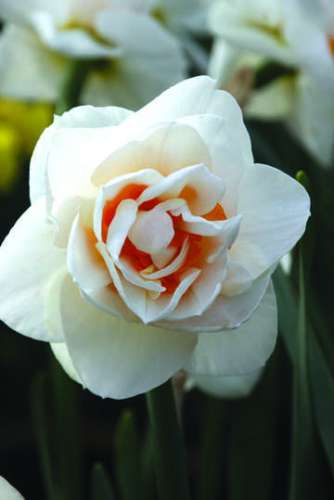 Дельфиниум Волшебный фонтан 0,1г