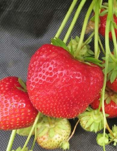 Земляника Гигантелла