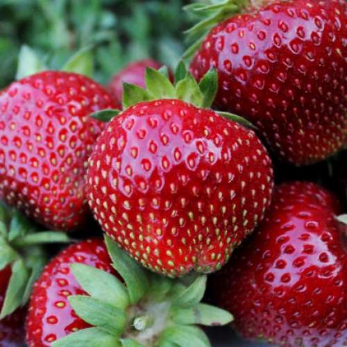 Земляника Настенька