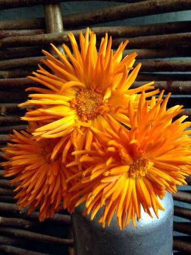 Календула Каблуна смесь 0,5г