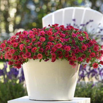 Калийвит для огурцов и кабачков 220мл 