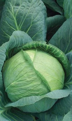 Капуста б/к Всем на зависть 0,1г