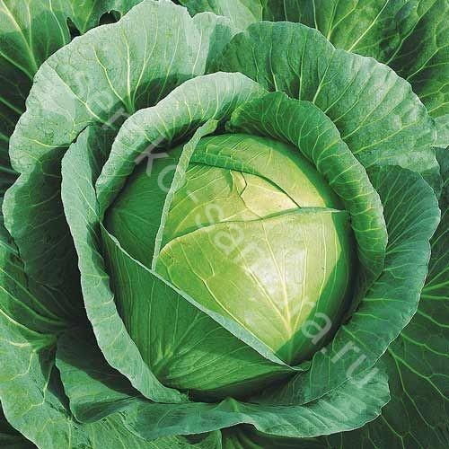 Капуста б/к Краутман