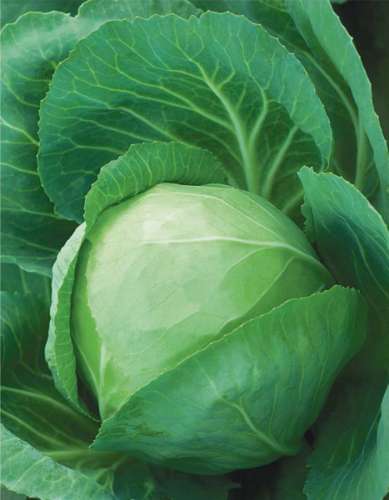 Капуста б/к Чудо на хранение 0,3гр/10