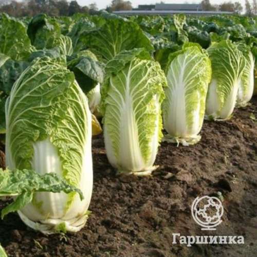 Капуста пекинская Кудесница 0,3г