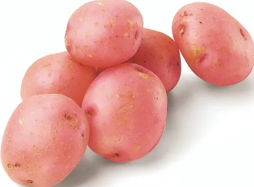 Картофель семенной Розара  4кг