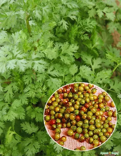 Кориандр Янтарь 2гр