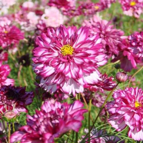 Космея Лисенок 0,3г