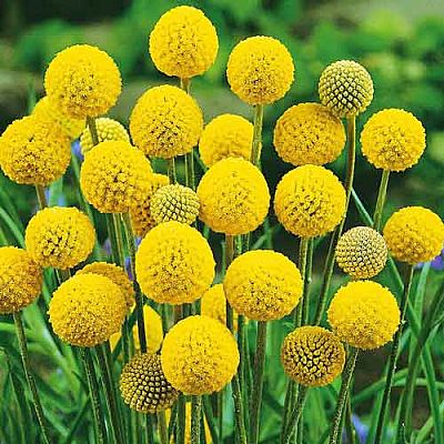 Краспедия шаровидная Билли Батон 