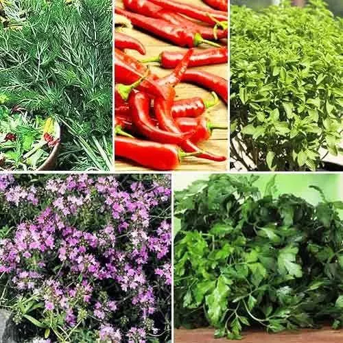 Кухонные пряности к мясу 2г