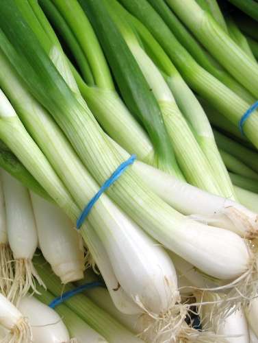 Лук на зелень Лучок на пучок 0,5гр