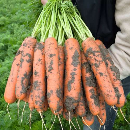 Морковь Балтимор 6м лента