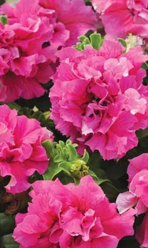 Петуния Ковровая дорожка