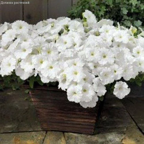 Петуния Лавина Лимонная