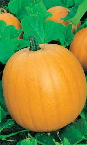 Тыква Бамбино 1г