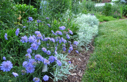 Скабиоза Пламенное сердце