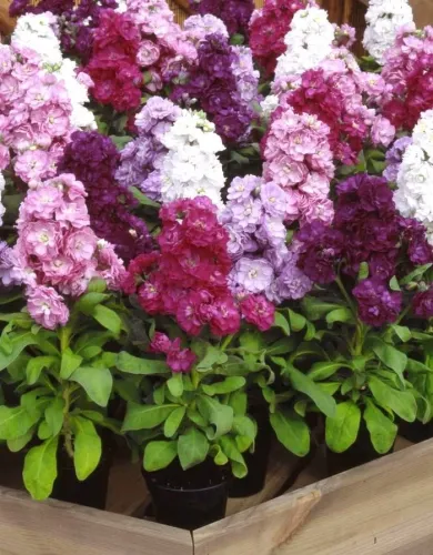 Левкой Чудо рубиновый 0,1гр высокорос.