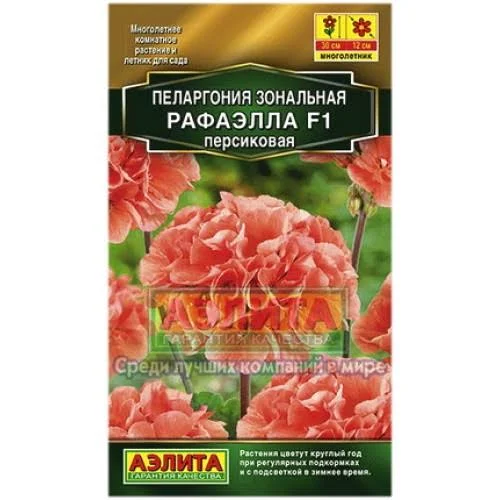 Пеларгония зональная Бланка 4шт