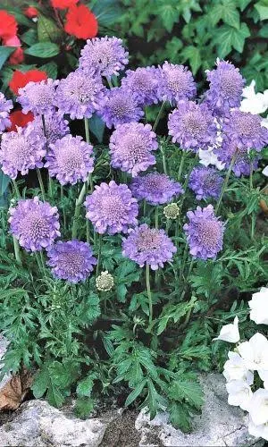 Скабиоза Лавандовая леди пурпур