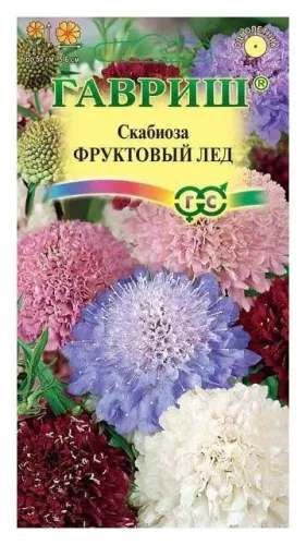 Скабиоза Фруктовый лед махровая