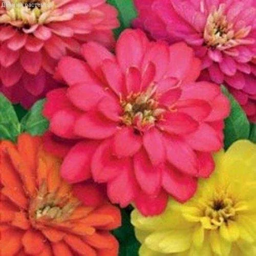 Цинния Дабл Захара белая 5шт