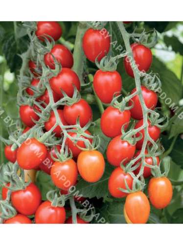 Томат Чудо на окошке 0,1гр