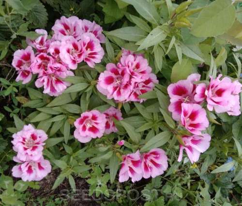 Горох Детский сладкий 25гр