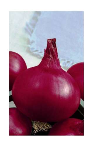 Лук репчатый На перо и репку 1гр