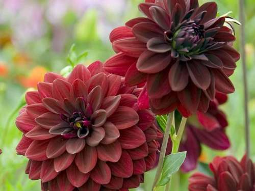 Дырокол черный 821683