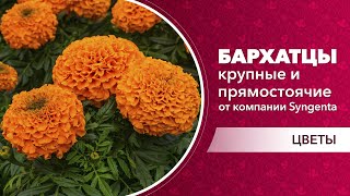 Бархатцы Супер гигант  откл. 0,3г