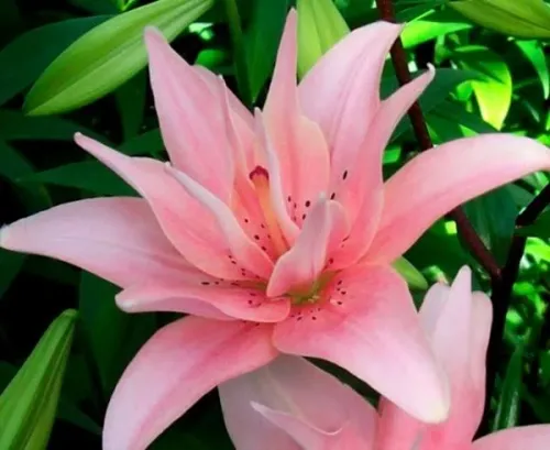 Лилия Элодорет