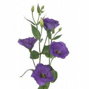 Эустома Флэйр желтая  5шт