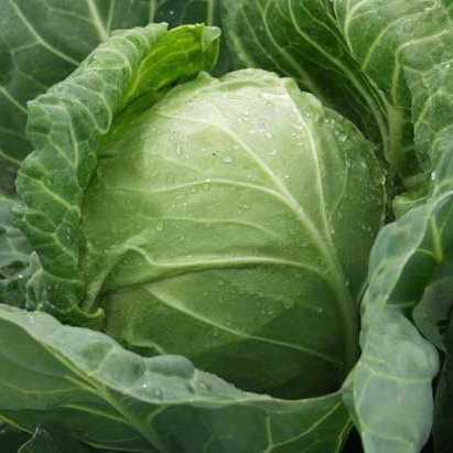 Капуста к/к Рубин