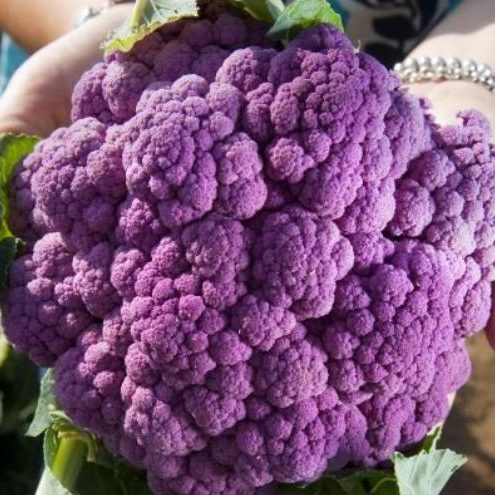Капуста цветная Кораллы Клары