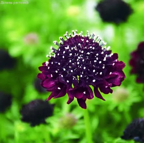 Скабиоза Хрусталь пурпурная махр.