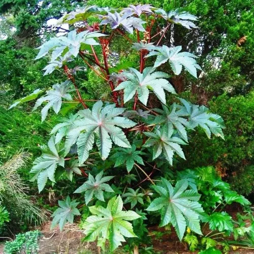 Клещевина Остров Зеленый