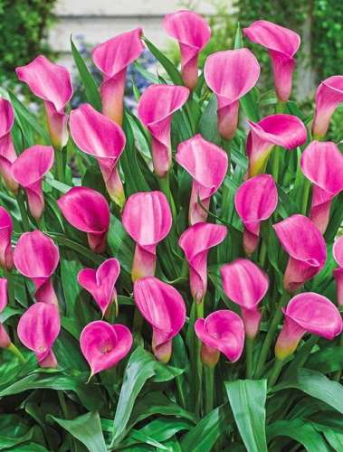 Кольцо для подвязки LISTOK