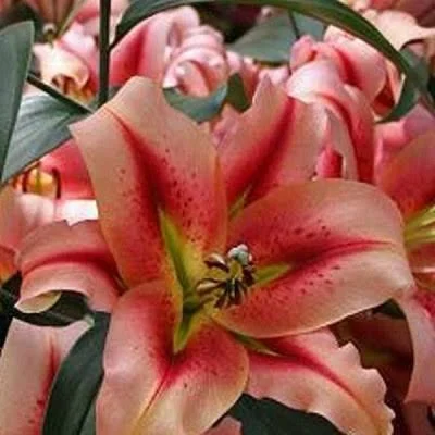 Лилия Тайни Наггет (1шт)