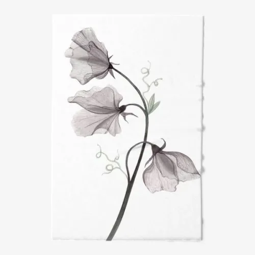 Душистый горошек Импровизация 0,5гр